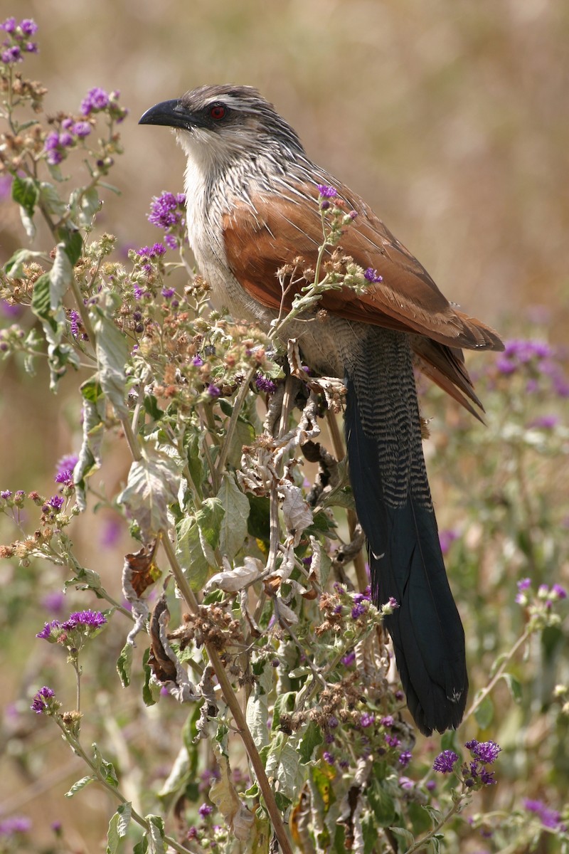 Coucal à sourcils blancs - ML619120110