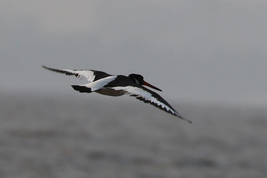 Eurasian Oystercatcher - Gannu 03