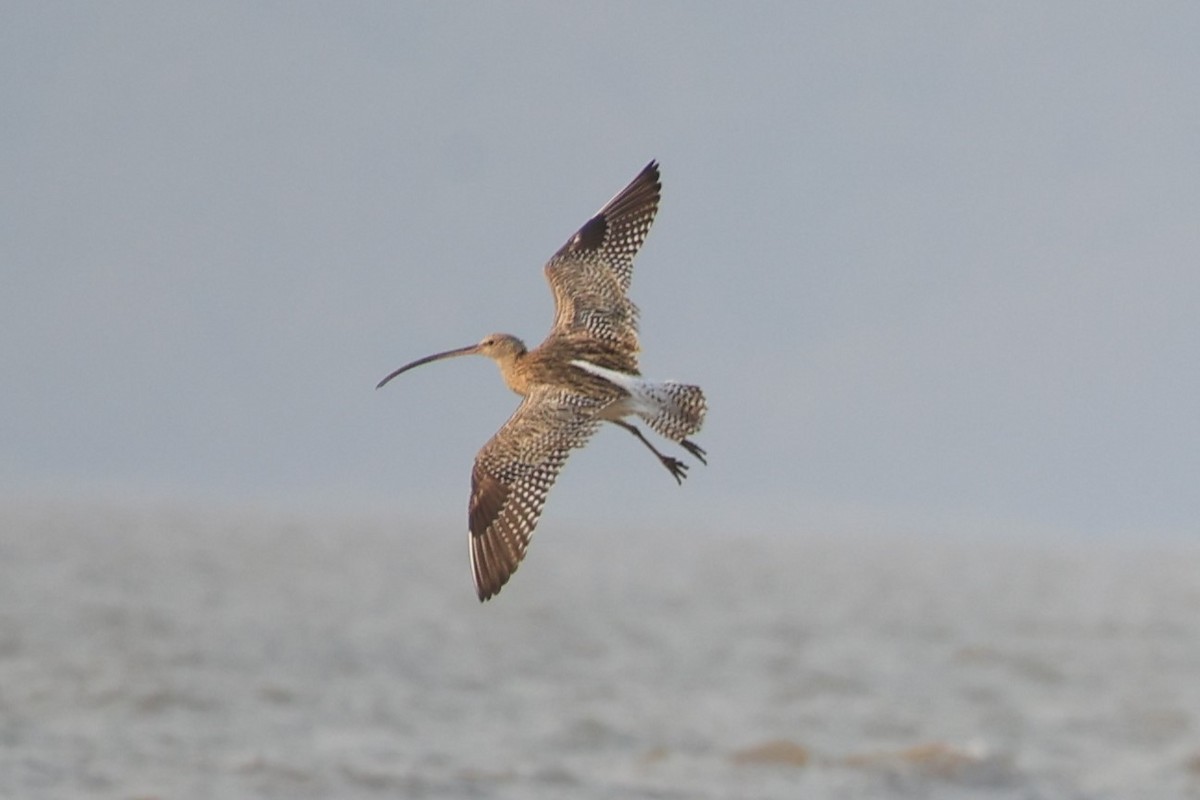 Eurasian Curlew - Gannu 03