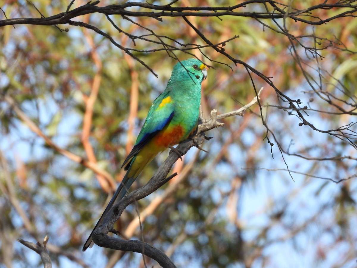 Mulga Parrot - Rodney van den Brink