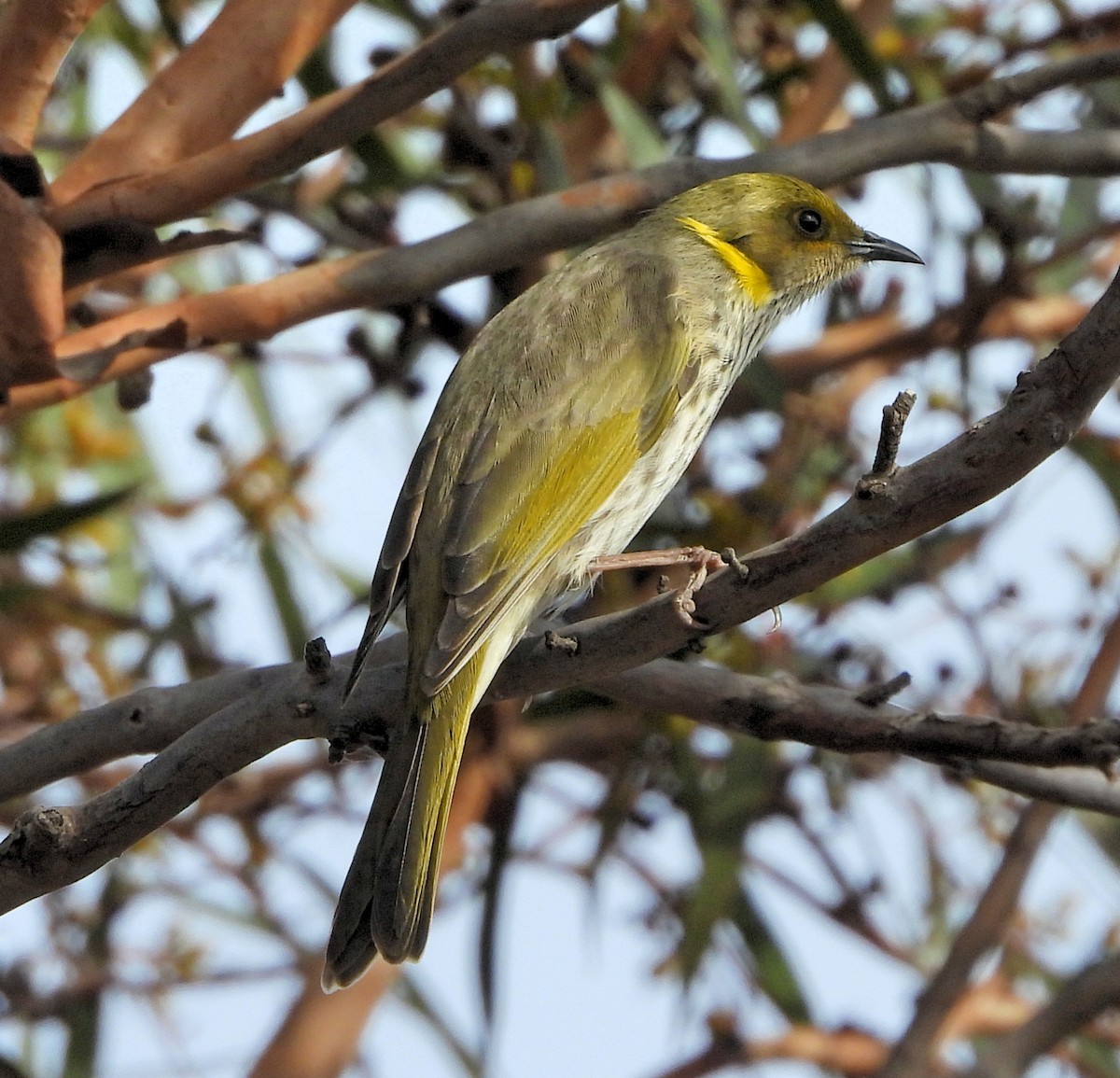 Yellow-plumed Honeyeater - ML619120130