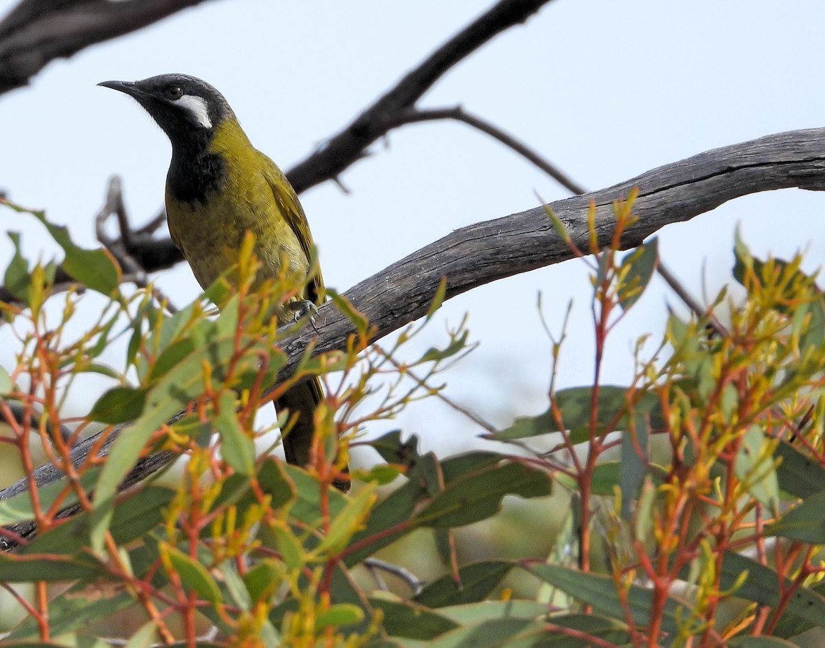 White-eared Honeyeater - ML619120132