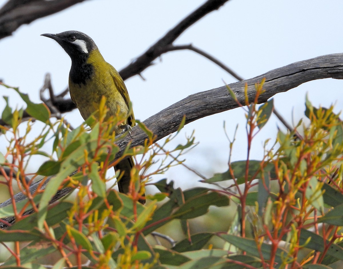 White-eared Honeyeater - Rodney van den Brink