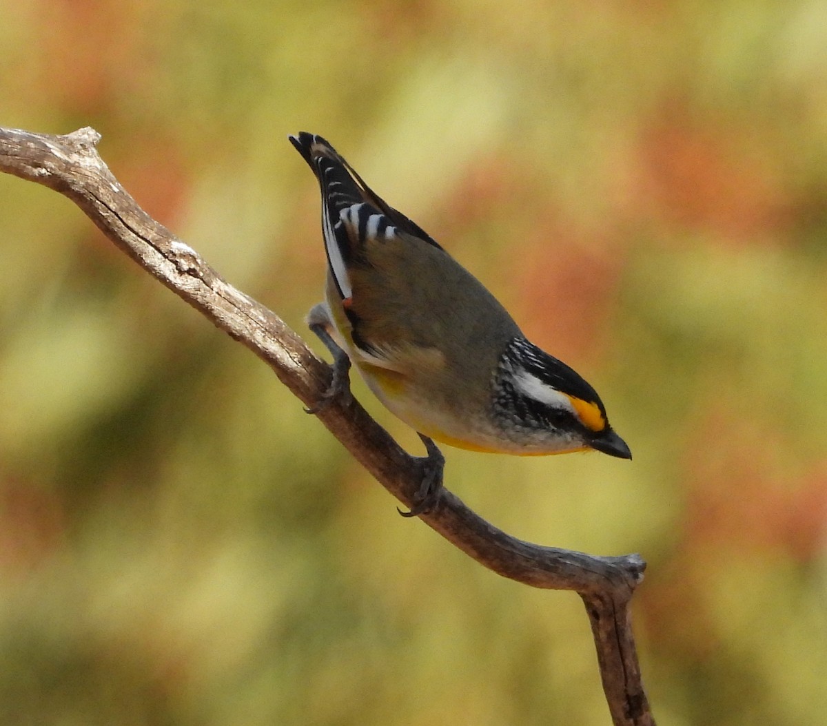 Striated Pardalote - Rodney van den Brink