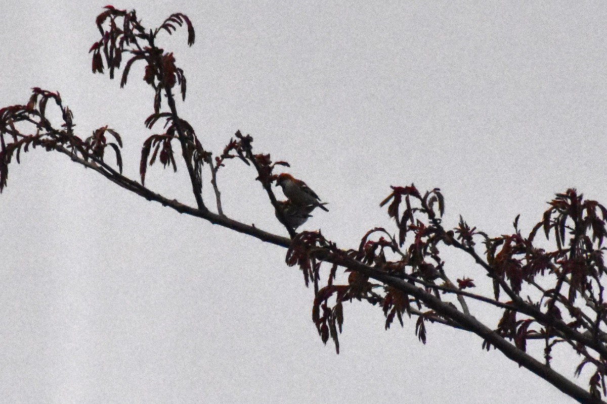 Russet Sparrow - Jageshwer verma