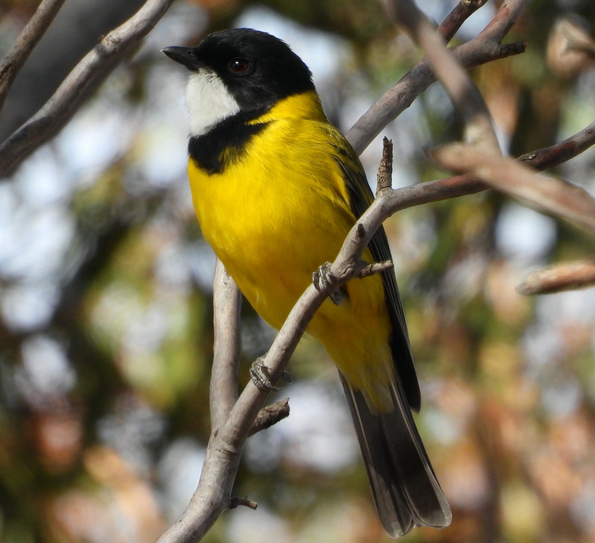 Golden Whistler - ML619120136