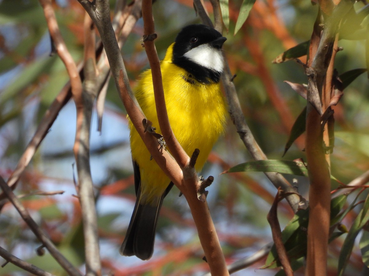 Golden Whistler - ML619120137