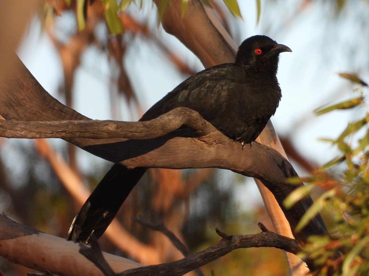 White-winged Chough - ML619120138