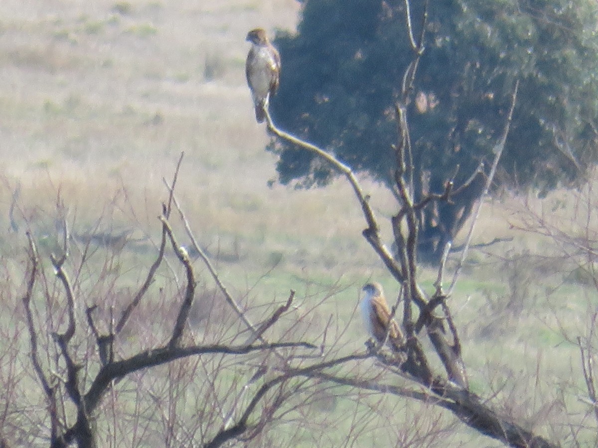 Brown Falcon - Christine D