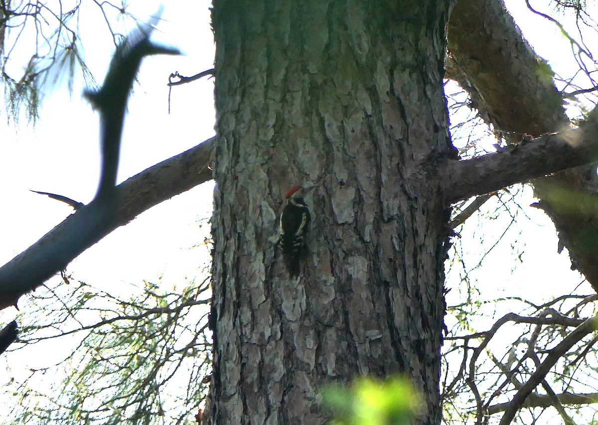 Syrian Woodpecker - Mick Mellor