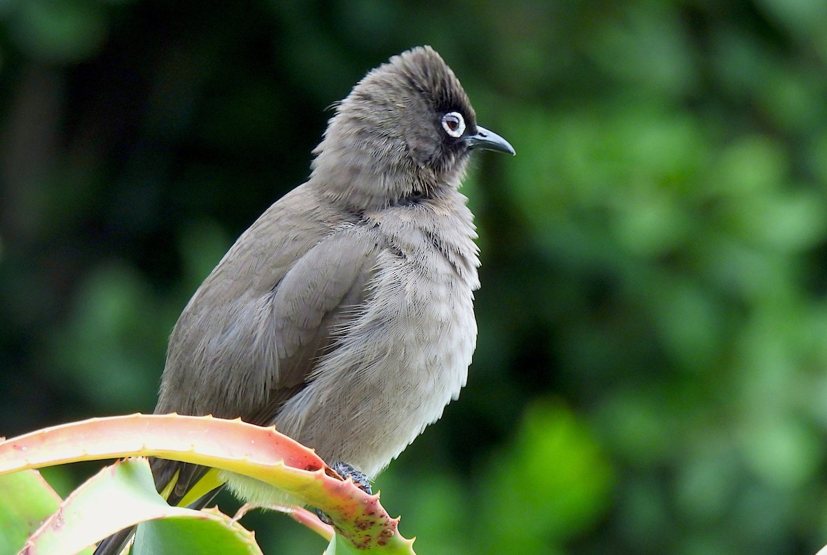 Cape Bulbul - Hubert Söhner