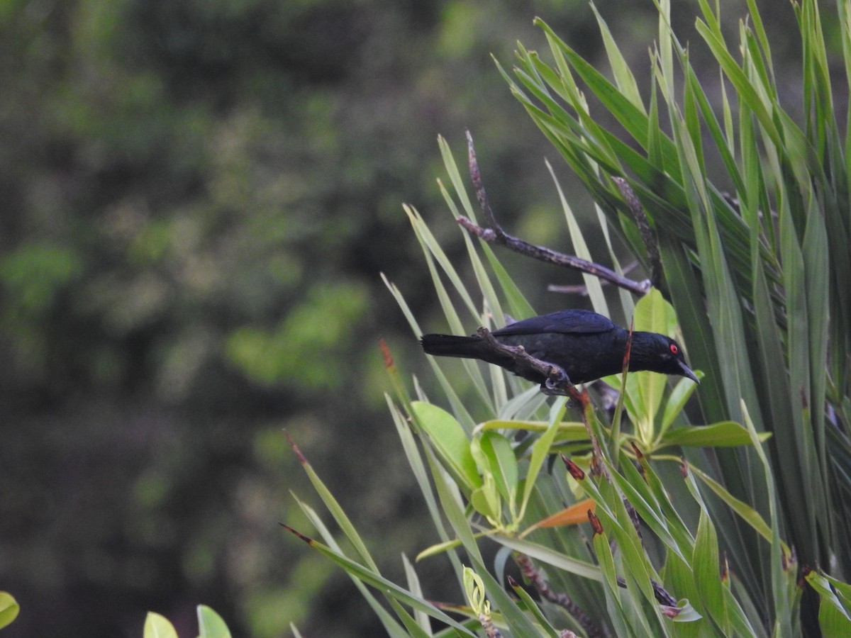 Asian Glossy Starling - Mandar Kadam