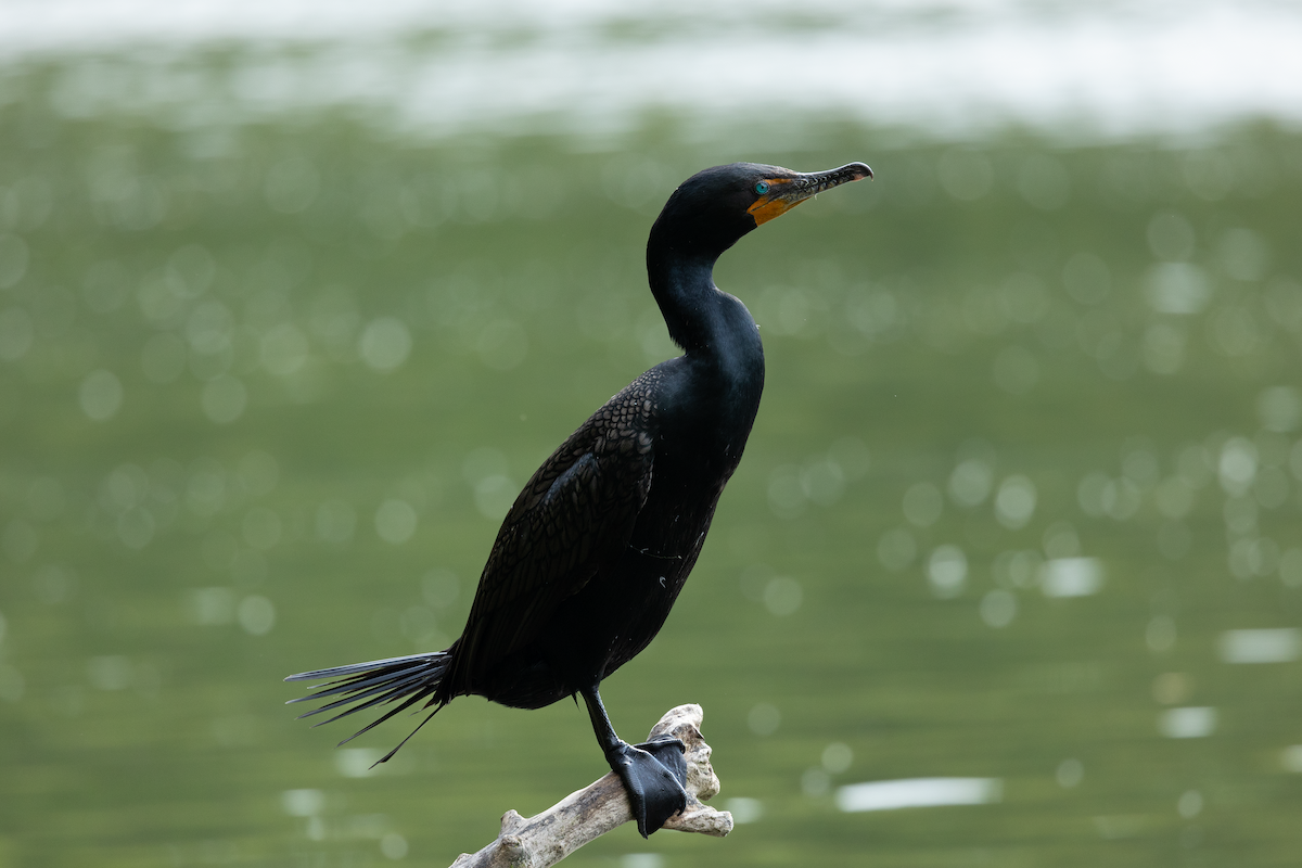 Double-crested Cormorant - Han Tay