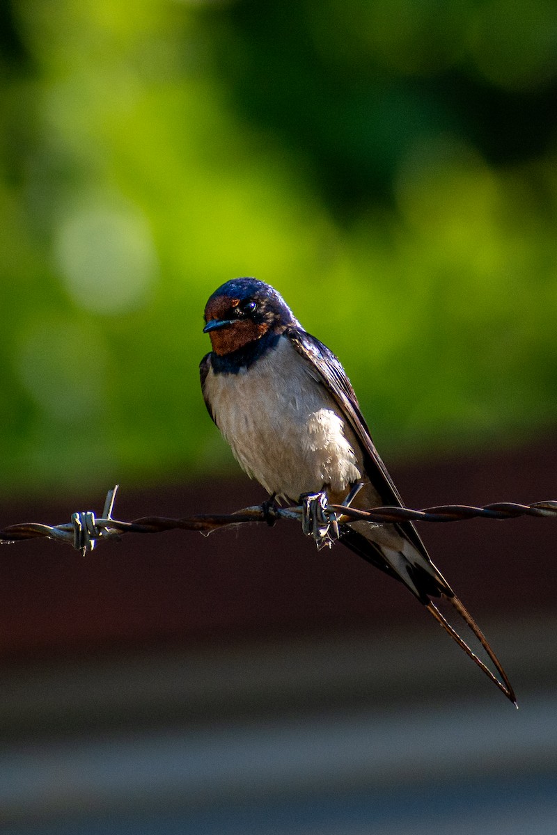 Barn Swallow - Anıl Berkay Demirbaş