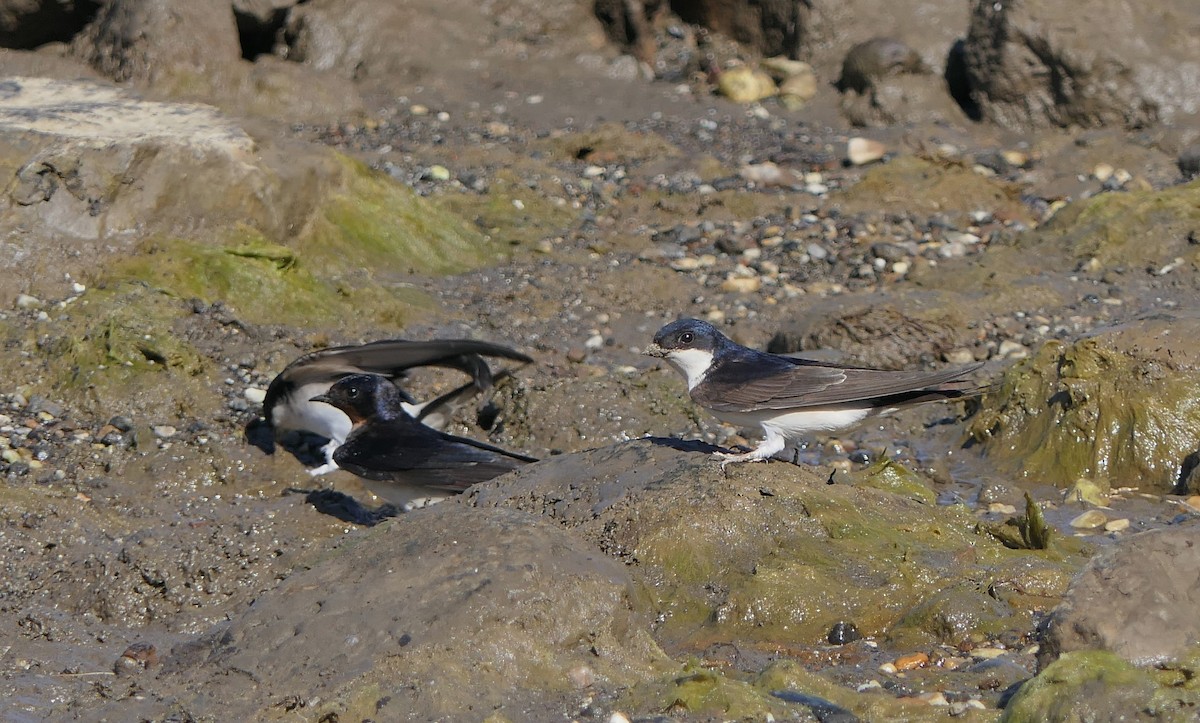 Western House-Martin - ML619120183