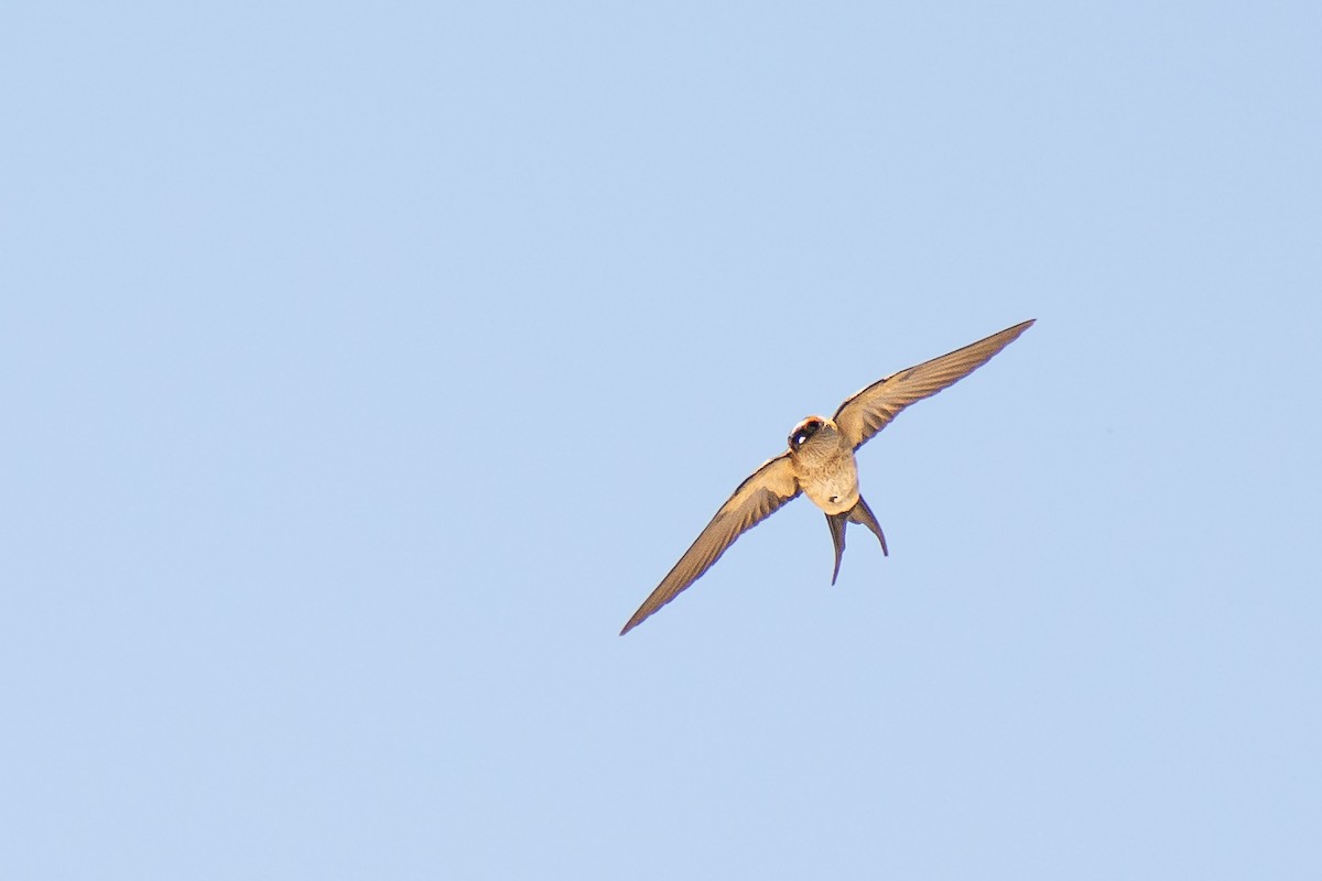 Red-rumped Swallow - Anıl Berkay Demirbaş