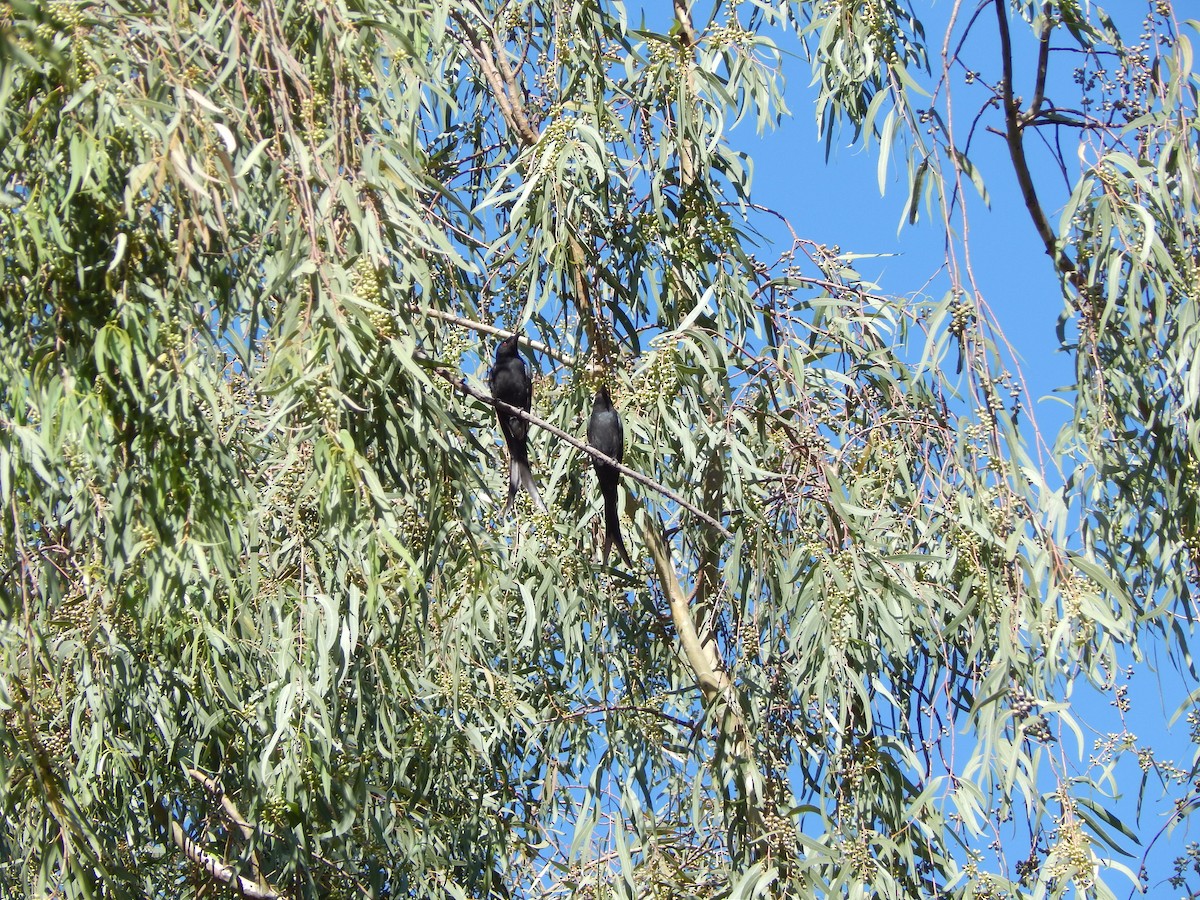 Ashy Drongo - Azan Karam