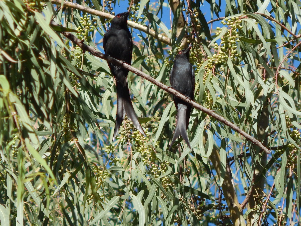 Ashy Drongo - Azan Karam