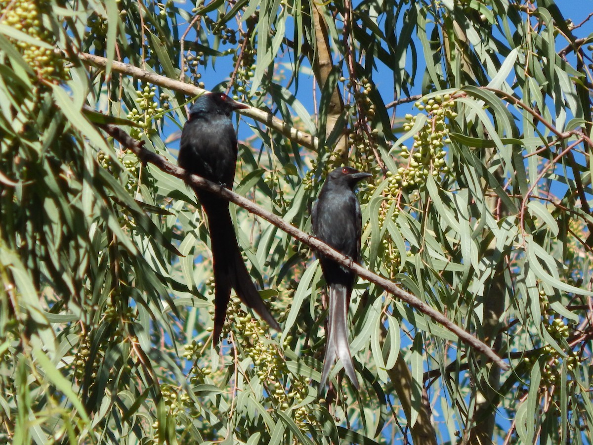 Ashy Drongo - Azan Karam