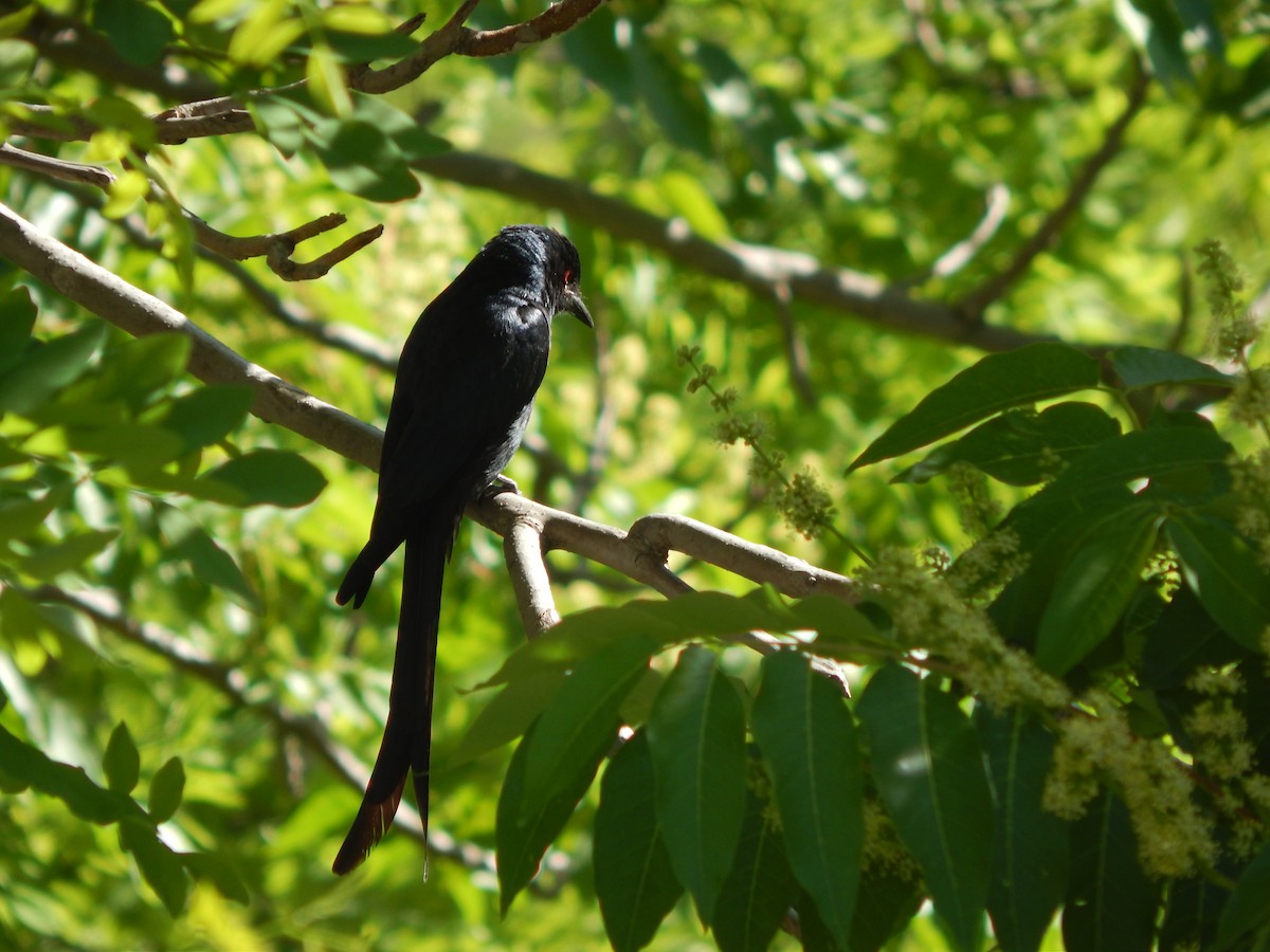 Ashy Drongo - Azan Karam