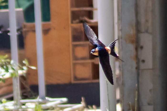 Red-rumped Swallow - Anıl Berkay Demirbaş