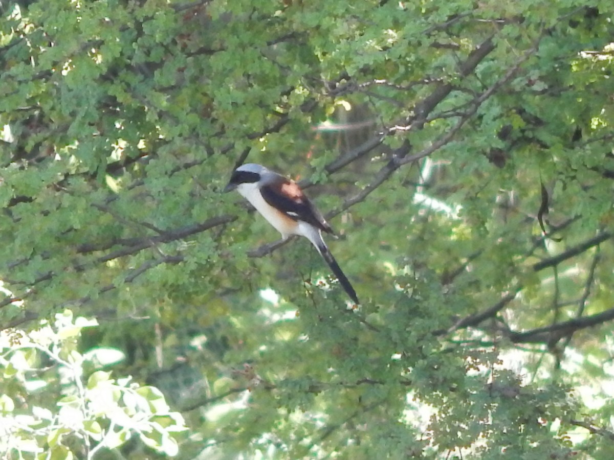 Bay-backed Shrike - Azan Karam