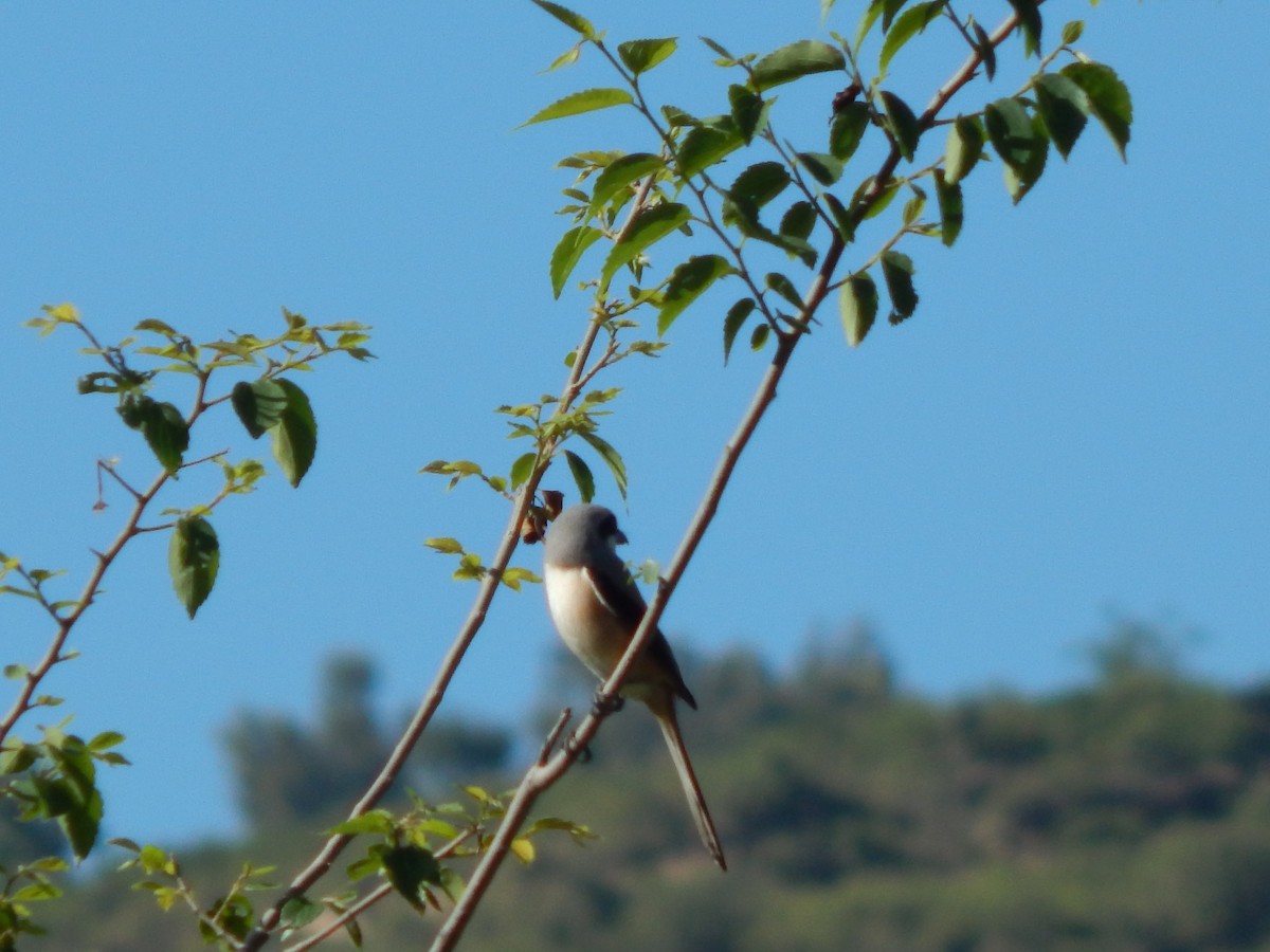 Long-tailed Shrike - Azan Karam