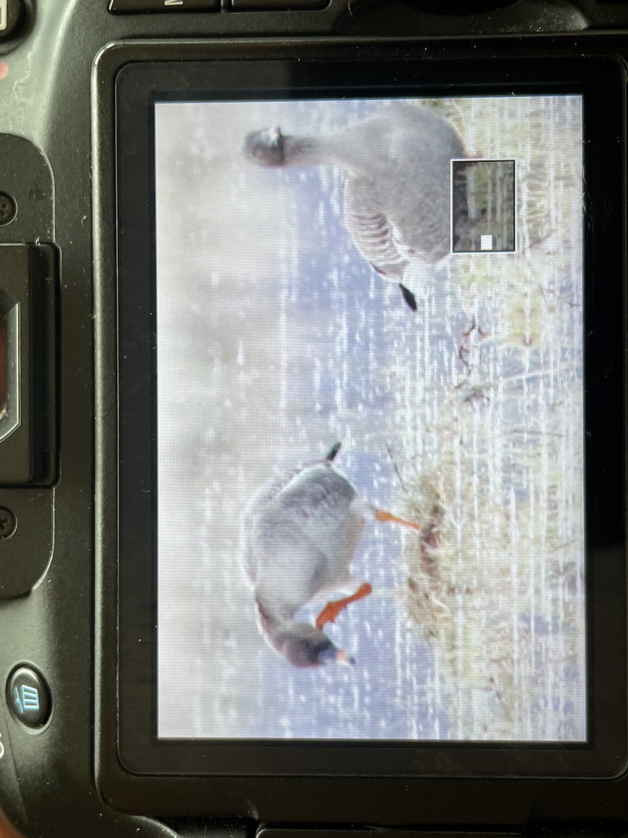 Tundra Bean-Goose - Keith Bailey