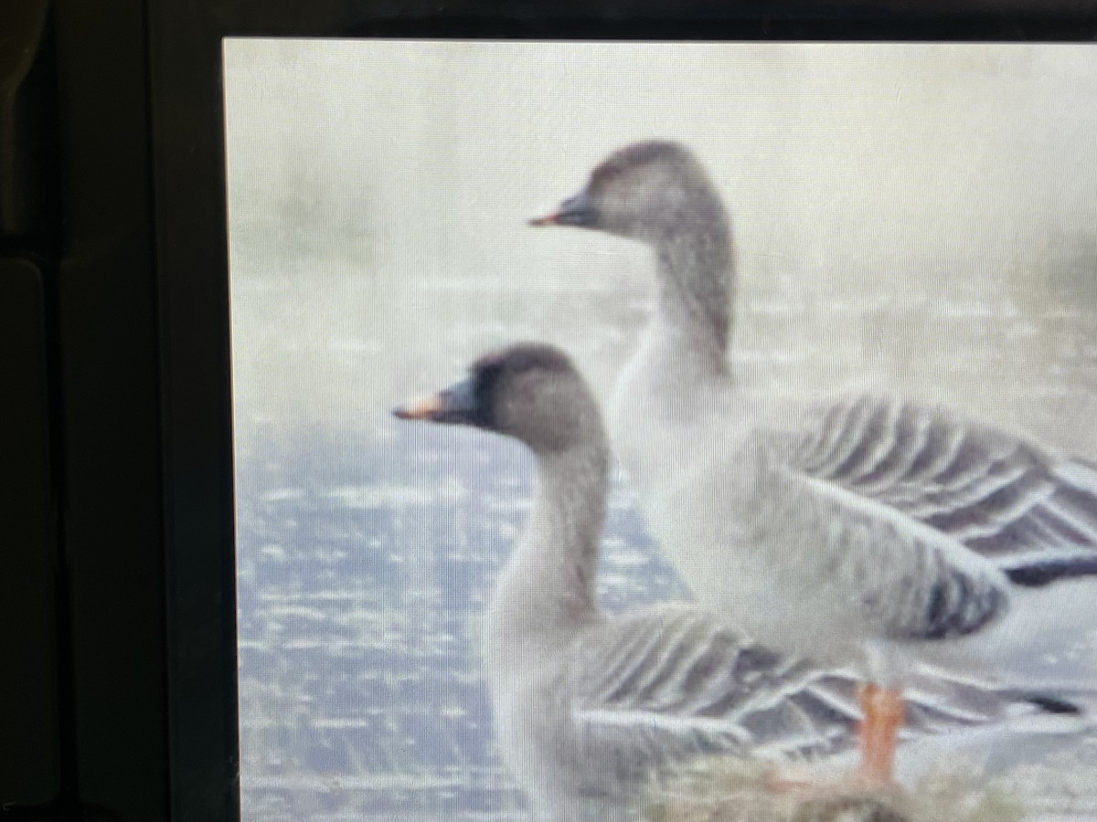 Tundra Bean-Goose - Keith Bailey