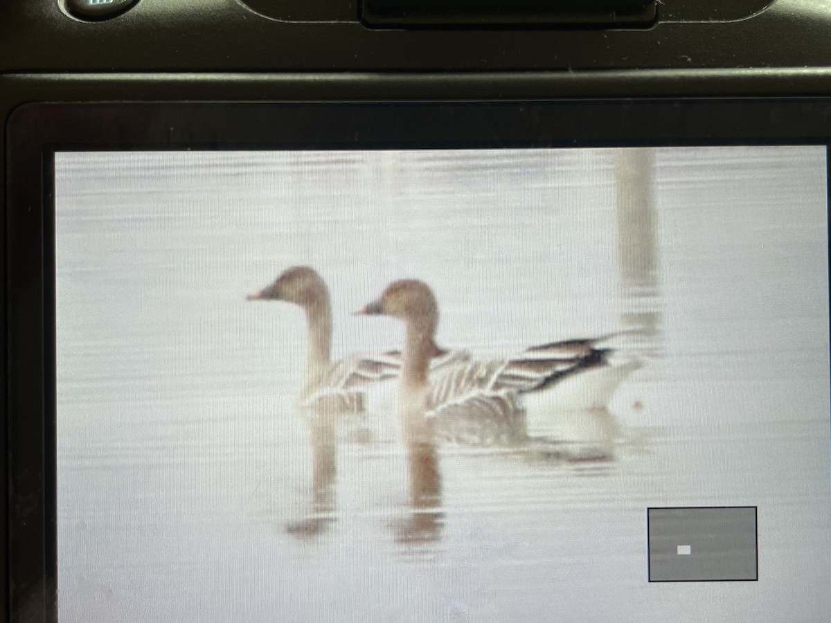 Tundra Bean-Goose - Keith Bailey