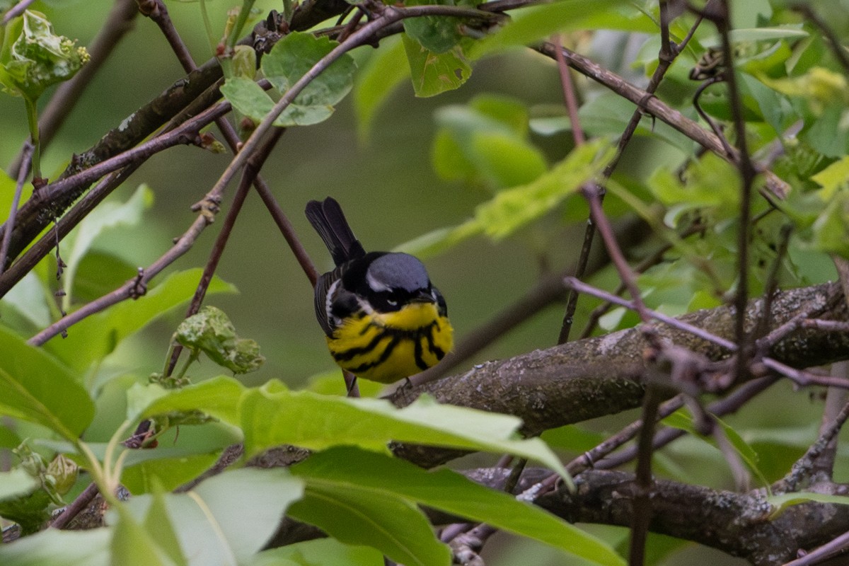 Magnolia Warbler - Michael Barath