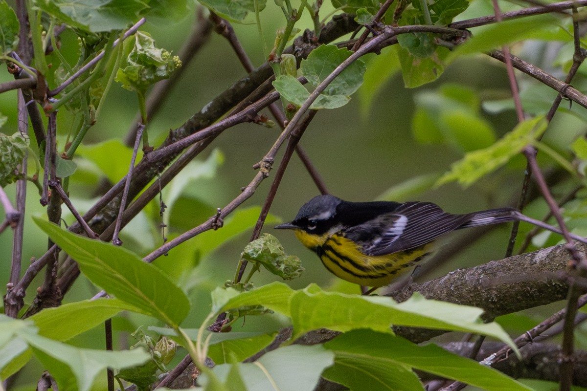 Magnolia Warbler - Michael Barath