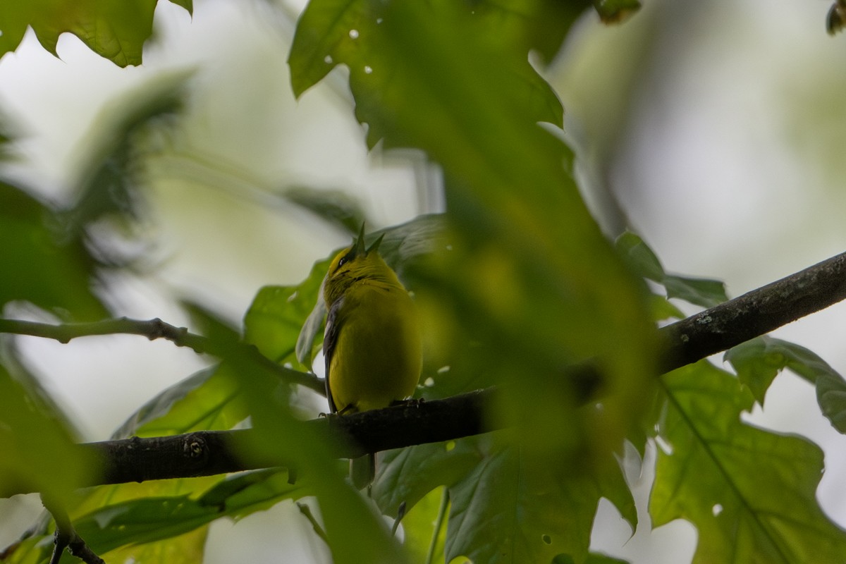 Blue-winged Warbler - Michael Barath