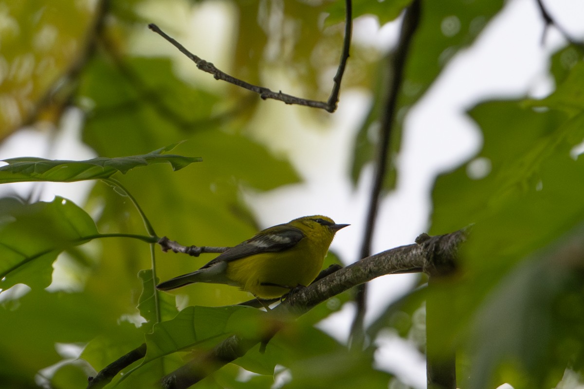 Blauflügel-Waldsänger - ML619120264