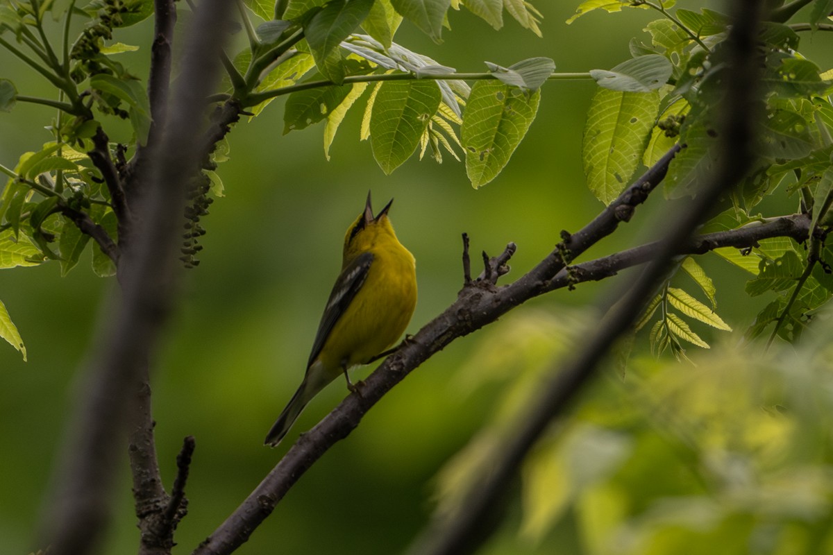 Blue-winged Warbler - Michael Barath