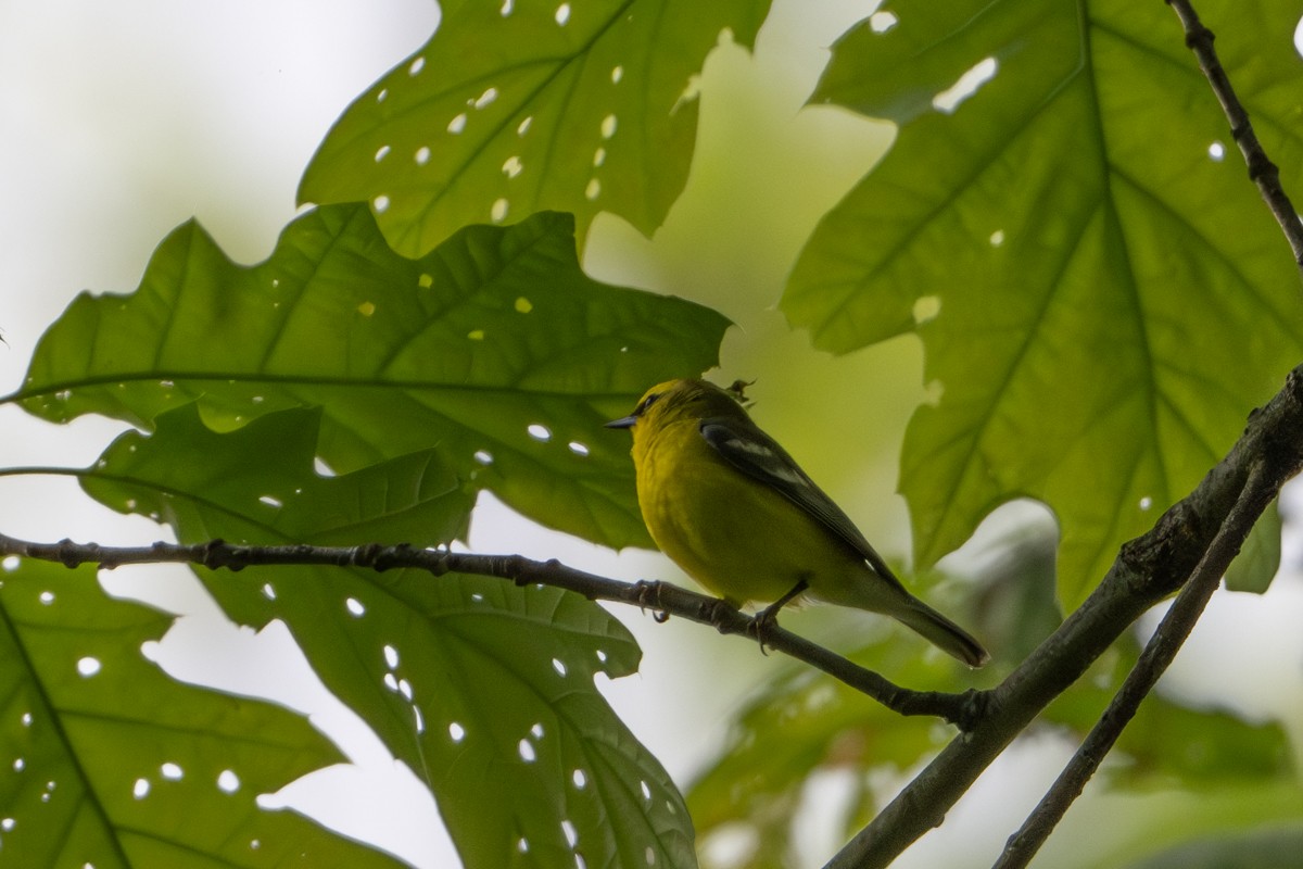 Blue-winged Warbler - Michael Barath