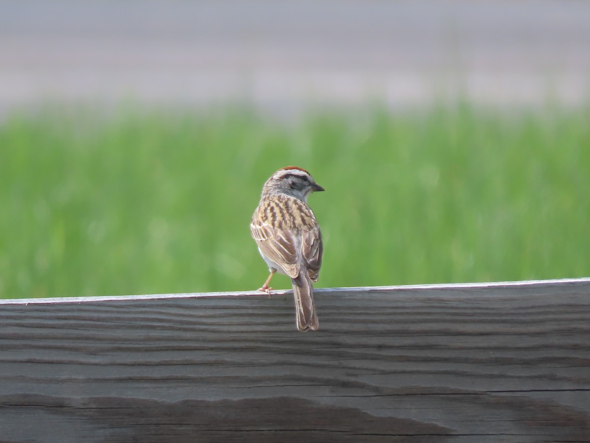 Chipping Sparrow - Doug Kibbe