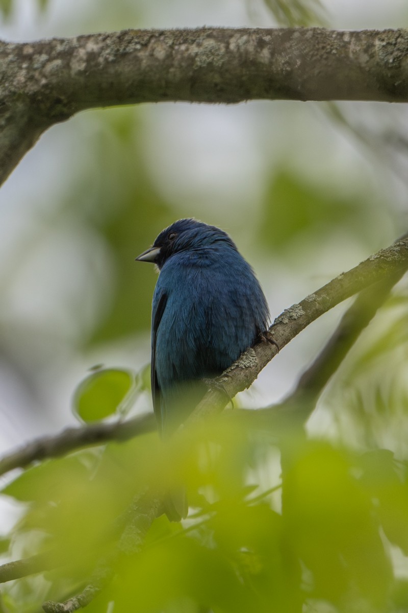 Indigo Bunting - ML619120271