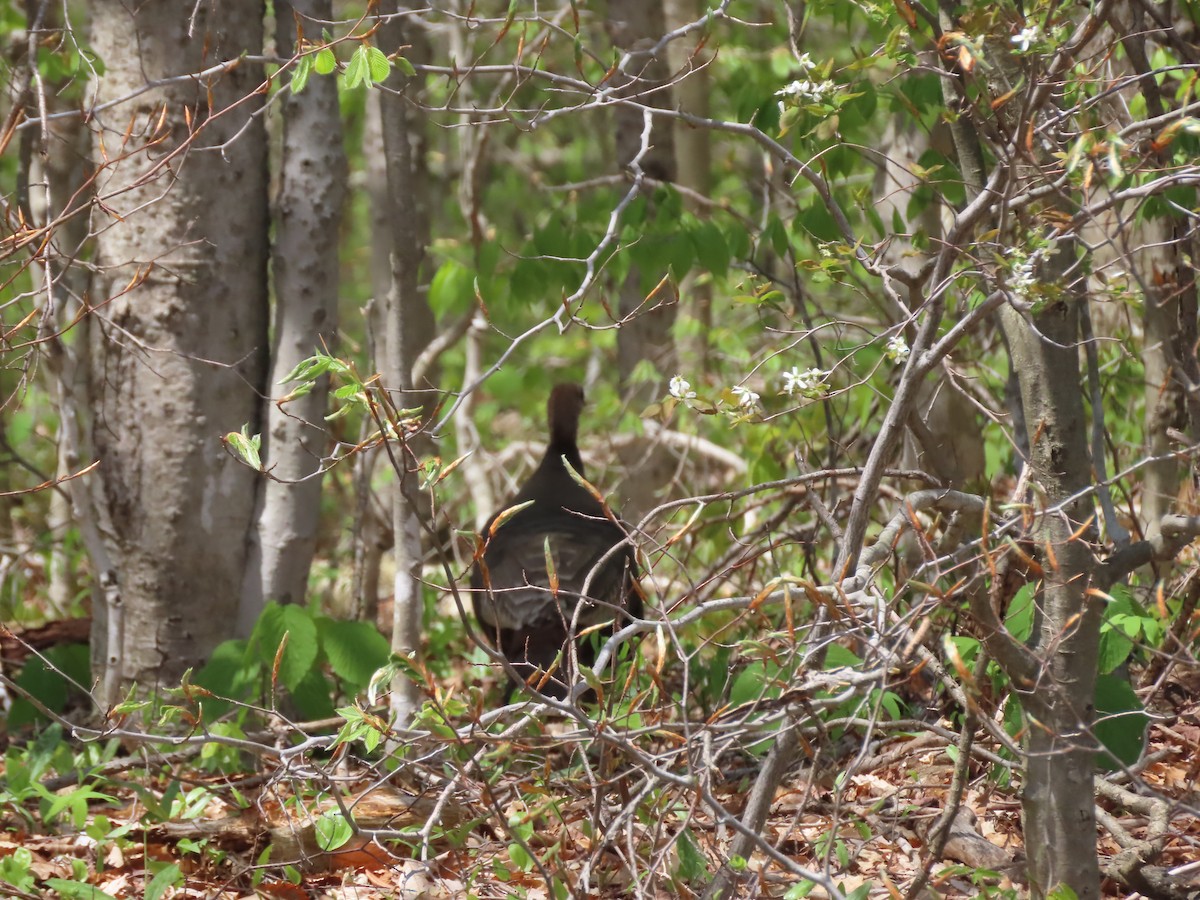 Wild Turkey - Doug Kibbe