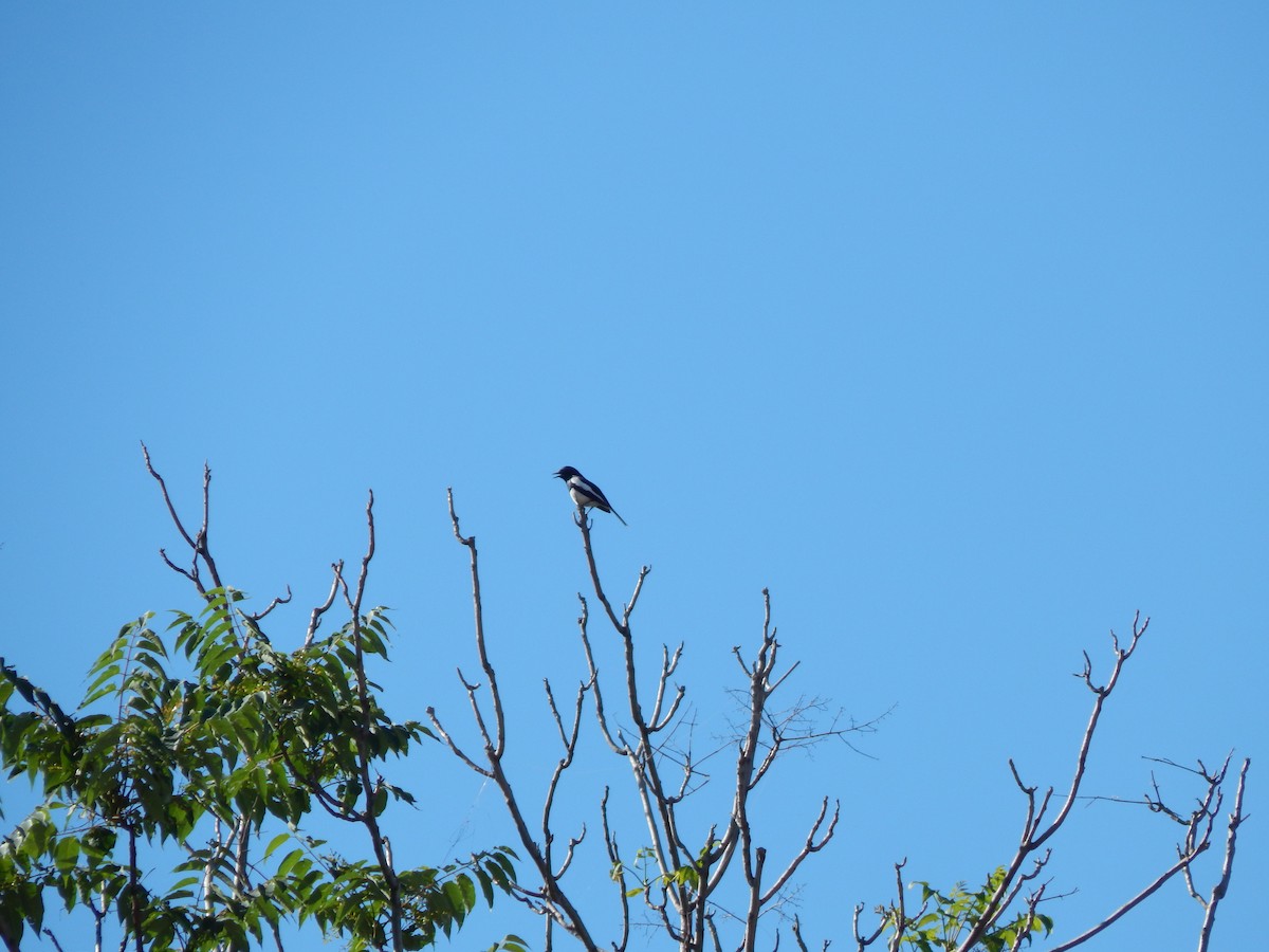 Oriental Magpie-Robin - Azan Karam