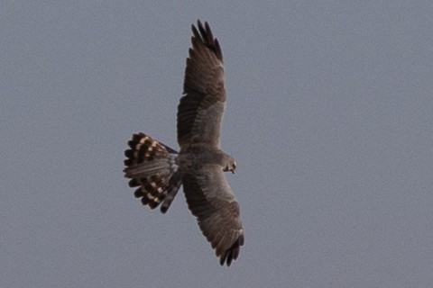 Montagu's Harrier - Vida Shams