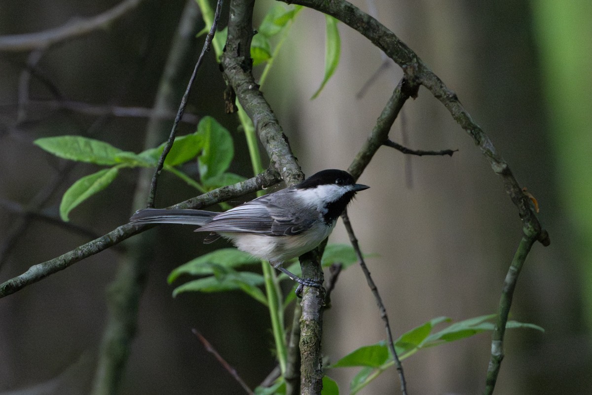 Black-capped Chickadee - Michael Barath