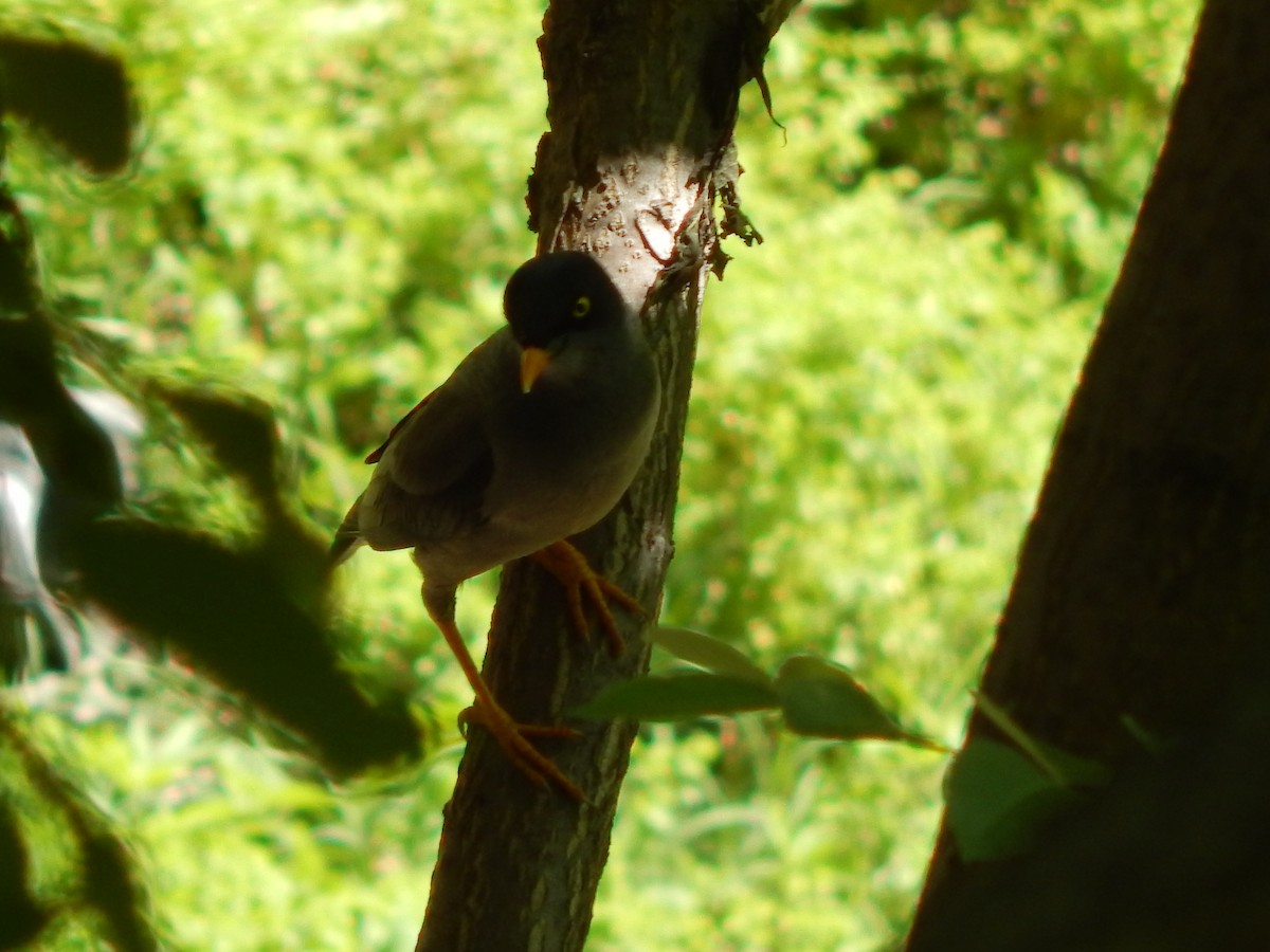 Jungle Myna - ML619120297