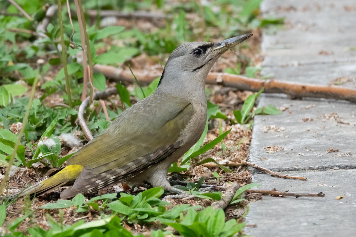 Gray-headed Woodpecker (Black-naped) - 冰 鸟