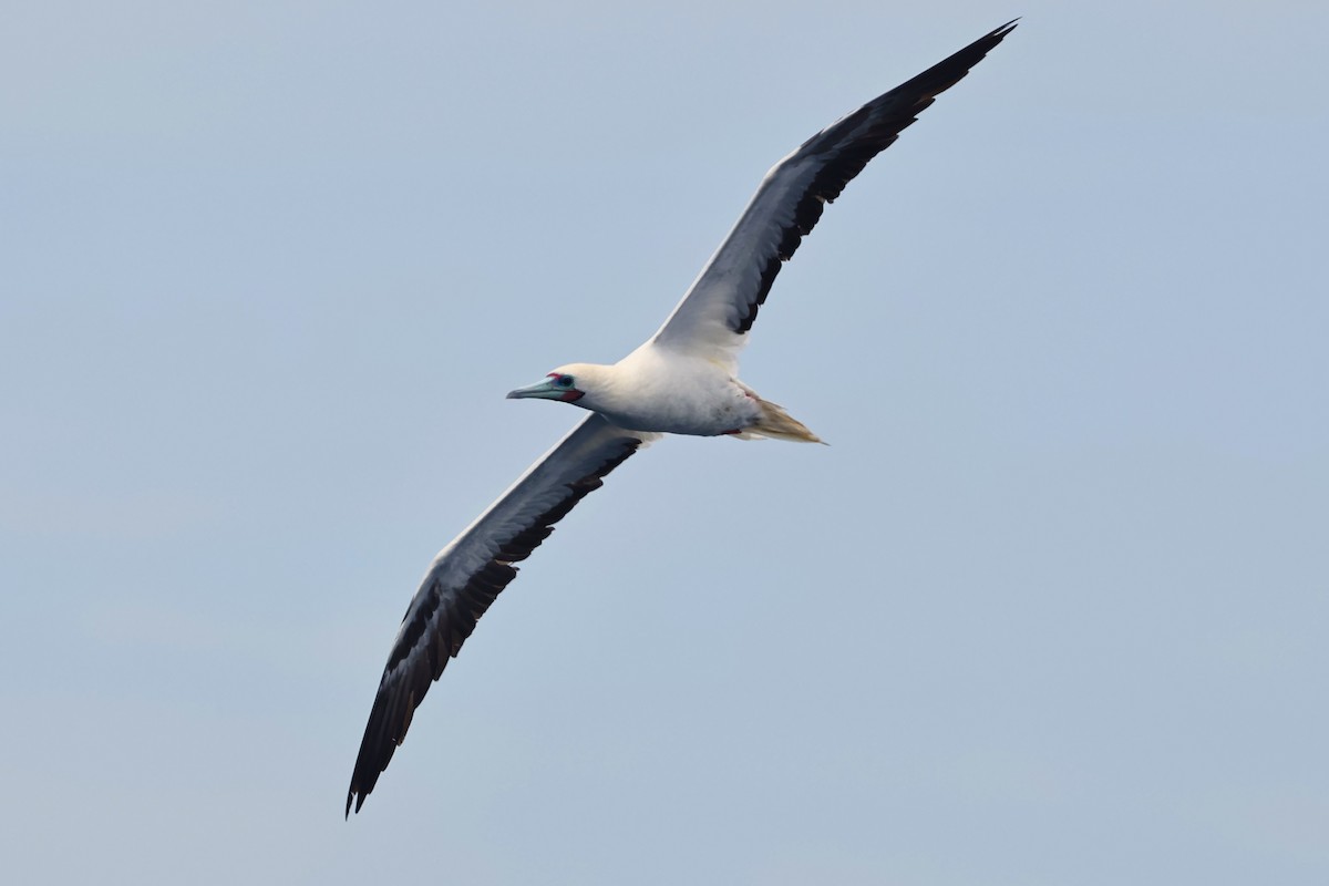 Red-footed Booby - HsuehHung Chang
