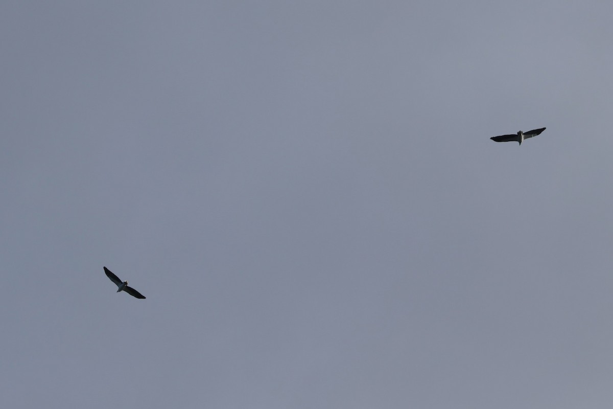 White-bellied Sea-Eagle - ML619120325