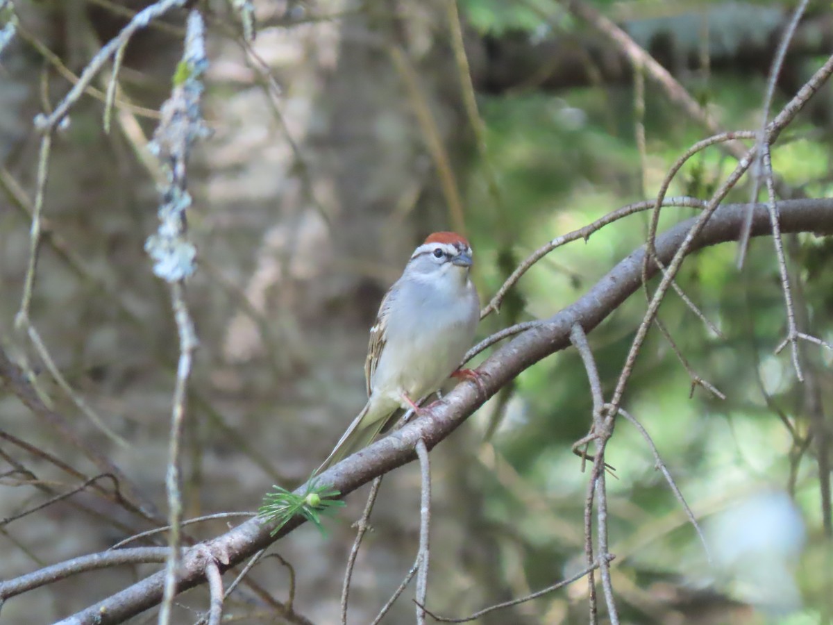 Chipping Sparrow - Doug Kibbe