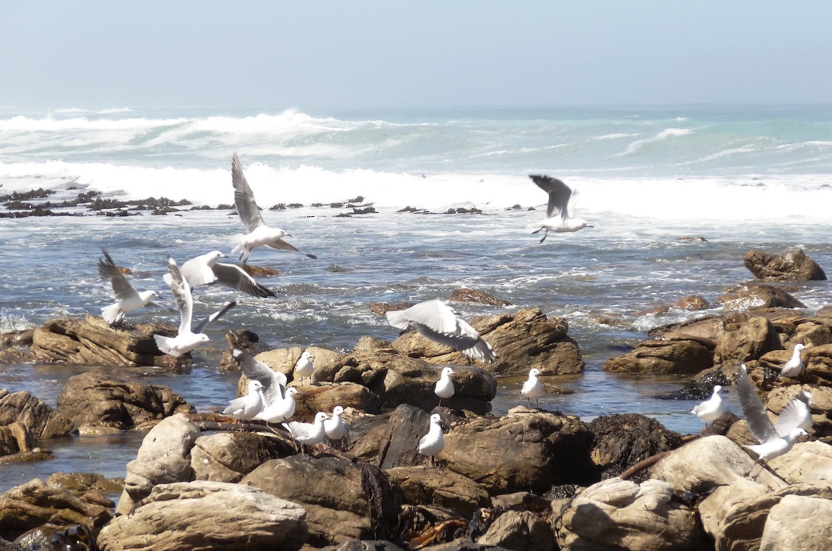 Mouette de Hartlaub - ML619120336