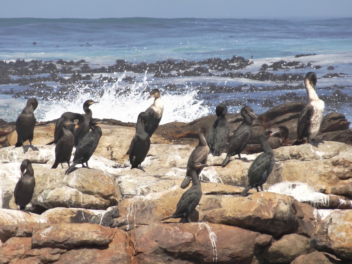 Cormorán de El Cabo - ML619120337