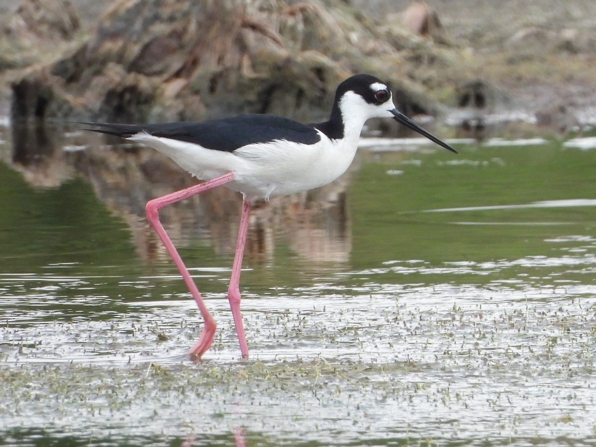 Black-necked Stilt - Vickie Amburgey